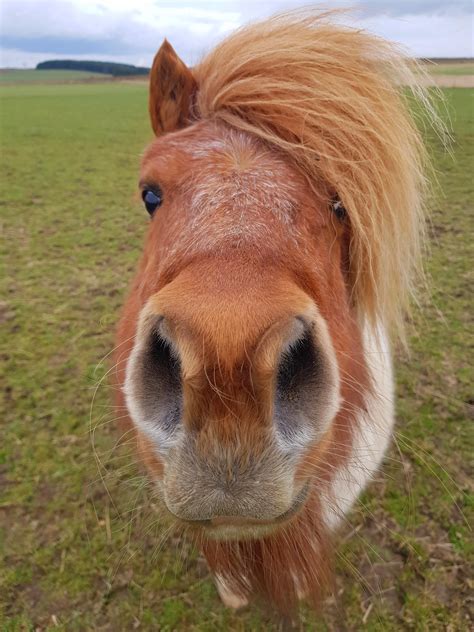 Our cute little Shetland this morning | Mooie paarden, Paardenfotografie, Schattige dieren