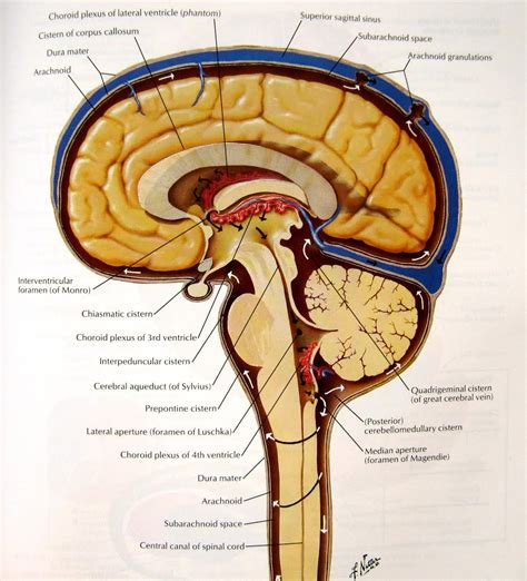 Strokes: How To Prevent The First One And The One That Follows – 290 | Medici Enterprises