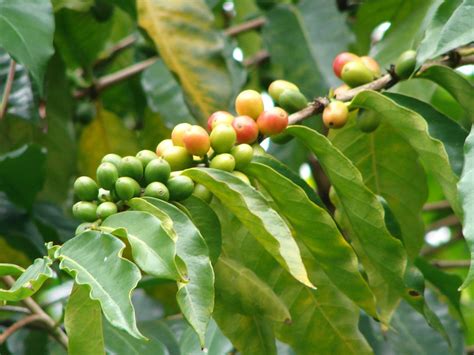 Study confirms all Arabica diversity is derived from a single ancestral ...