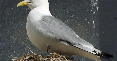 Kittiwake Bird Facts (Rissa tridactyla) | Birdfact