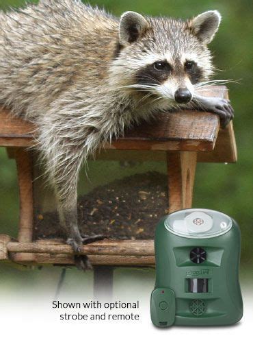 Pest Control – Good Life Inc | Raccoon repellent, Raccoon, Pests