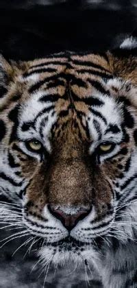 tiger 🐯 Live Wallpaper - free download