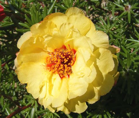 Moss Rose Yellow Portulaca Grandiflora Seeds