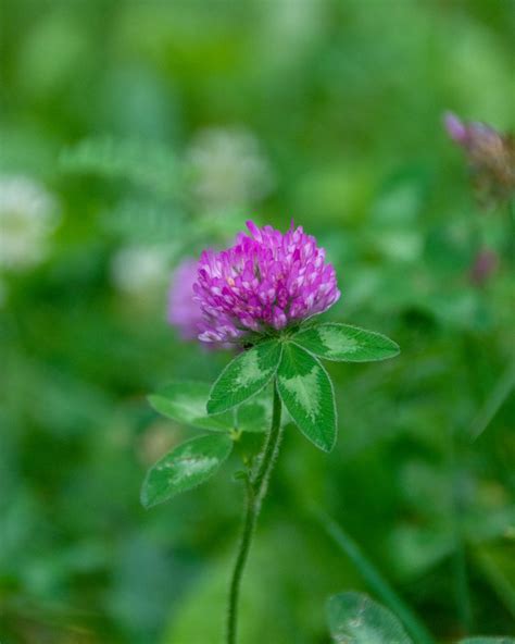 Red Clover: Identification and Uses