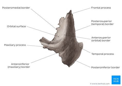 Zygomatic bone: Surfaces, processes, functions | Kenhub