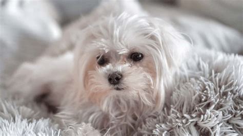 Maltese Separation Anxiety (Tips that Actually Work!) | Paws and Learn