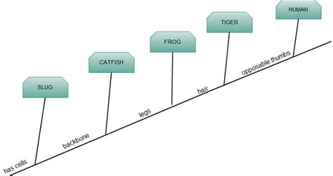 Cladogram