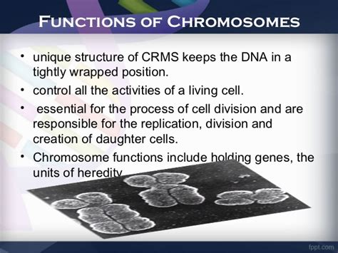 Chromosomes Function