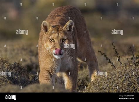 Puma (Puma concolor) in high altitude habitat, Torres del Paine ...