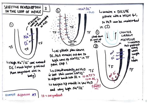 Selective Reabsorption in the Loop of Henle Diagram | Quizlet