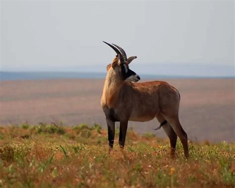 Roan Antelope - Facts, Diet, Habitat & Pictures on Animalia.bio