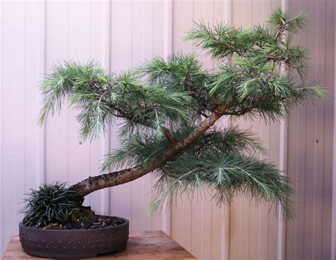 Cedrus Deodara – Deodar Cedar | Wattos Bonsai Blog