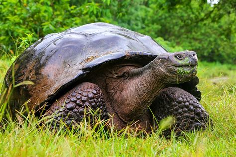 Galapagos Cruise: Wildlife Watching, Snorkeling & Hiking - 11 Days | kimkim