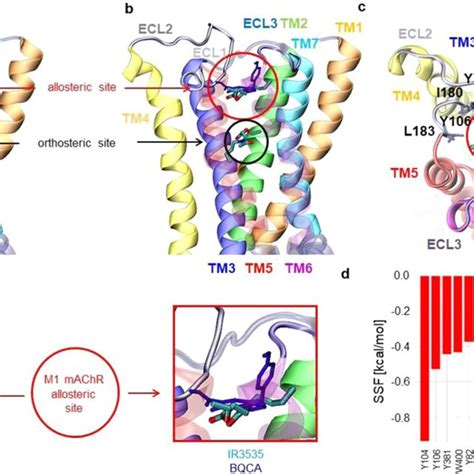 Allosteric site activation limits ligand effect with orthosteric site... | Download Scientific ...