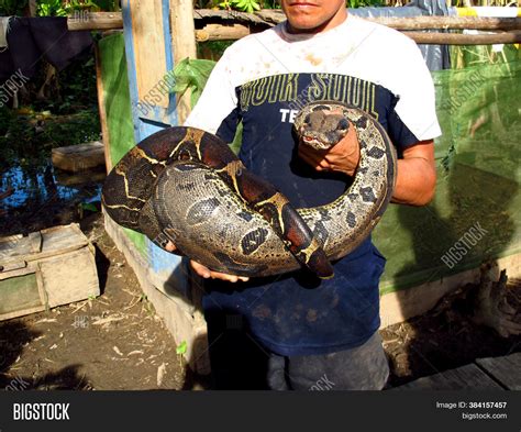 Amazon River Anaconda Facts