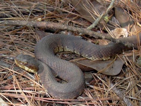 Cottonmouths have been miscast in tall tales, says Arlington expert | GreenSource DFW