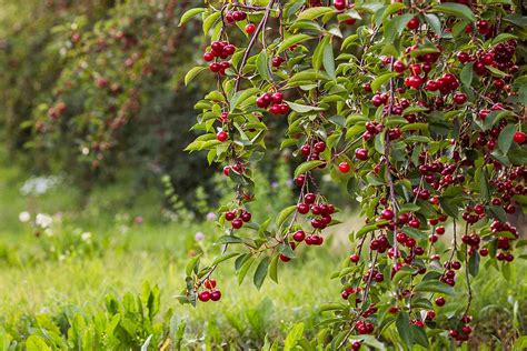 How to Prune a Cherry Tree