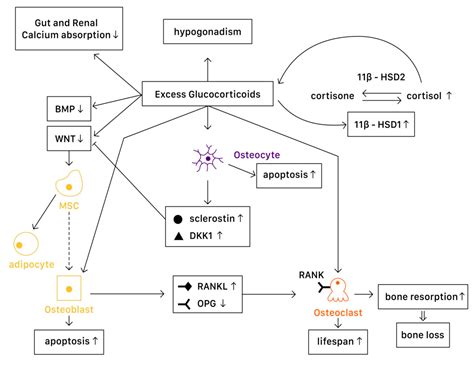 Glucocorticoid-Induced Osteoporosis (GIOP) | Encyclopedia MDPI