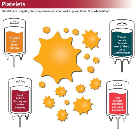 Types of Blood Donations – Stanford Blood Center