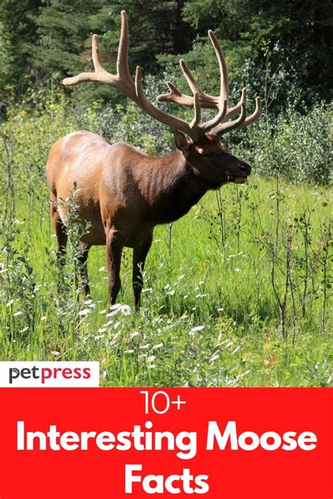 10+ Interesting Moose Facts That Are Fascinating to Know