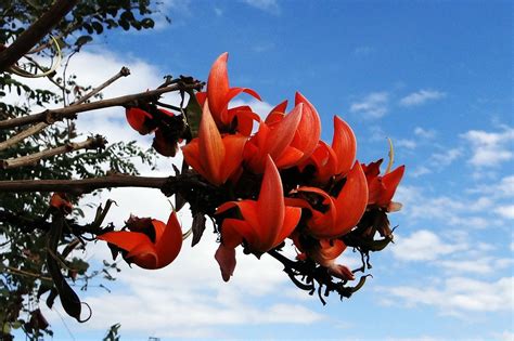 5 Fascinating Health Benefits of Palash Flowers - Trustherb.