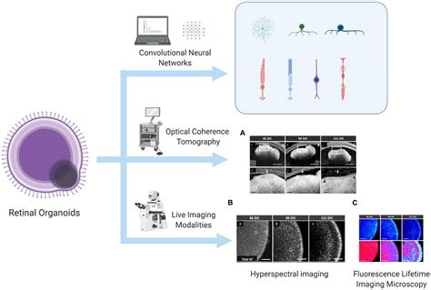 Frontiers | Retinal Organoids: Cultivation, Differentiation, and ...