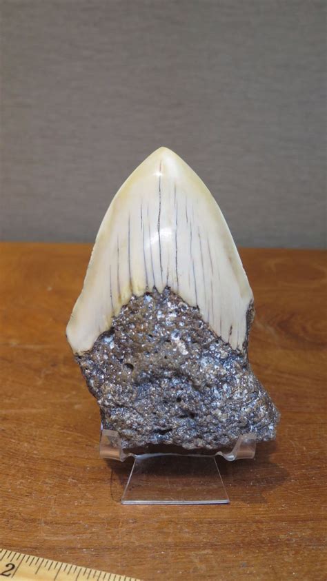 Fossil: 2 Fossilized Megalodon Shark Teeth Encrusted in Rock, Approx. 4 ...