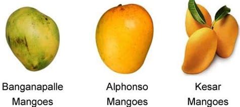 Indian Mango Varieties | Asia Farming