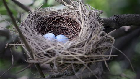 Can You Move a Birds Nest? [Is It Even Legal?] - Birdwatching Buzz