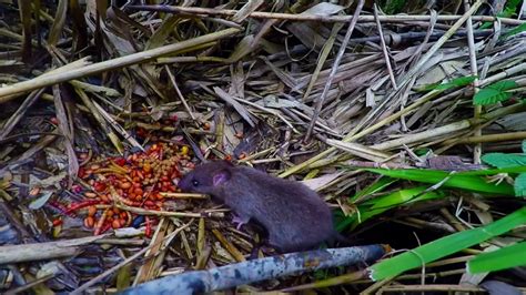 Mouse eating bird seed - YouTube