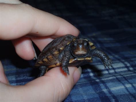 Baby Box Turtle Free Stock Photo - Public Domain Pictures