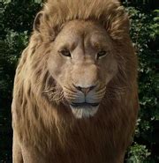 Aslan | The Chronicles of Narnia Wiki | FANDOM powered by Wikia