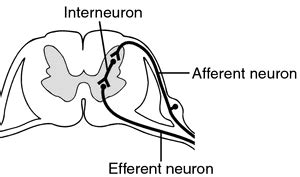 Opinions on Interneuron