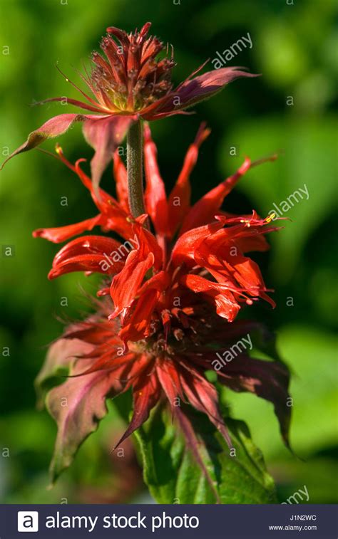 MONARDA 'CAMBRIDGE SCARLET' Stock Photo, Royalty Free Image: 138760872 - Alamy