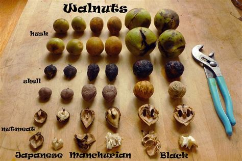 Wild Harvests: Black Walnut