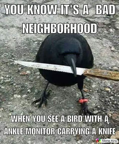 The Absolutely Best Bird Memes Ever