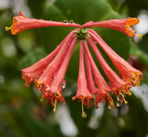 Lonicera sempervirens 'Magnifica'