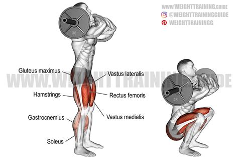 Squats Muscles Targeted