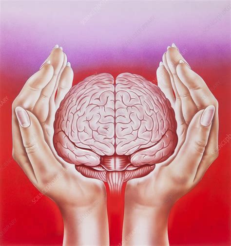 Brain protection, conceptual illustration - Stock Image - C029/0639 ...