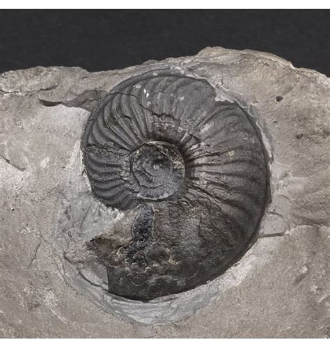 Fossils For Sale | Fossils-UK.com | British Lower Lias, Lower Jurassic ...