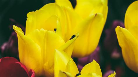 Free stock photo of hoa, hoa tulip, hoa tulip màu vàng