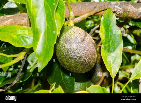 Haas avocado hi-res stock photography and images - Alamy