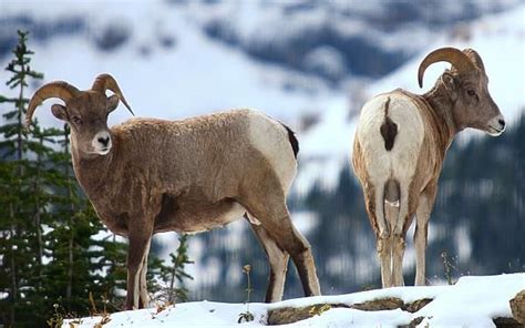 Bighorn sheep at Glacier National Park by Jetson Nguyen | Glacier national park, National parks ...