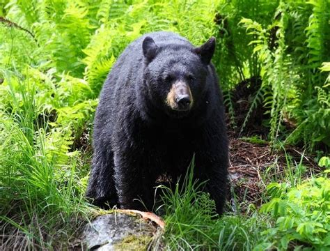 Black Bear Population Makes Great Comeback In Virginia: Report ...