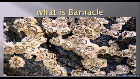 what is barnacles - YouTube