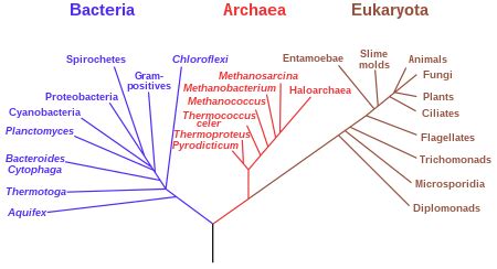 Kingdom (biology) - Wikipedia
