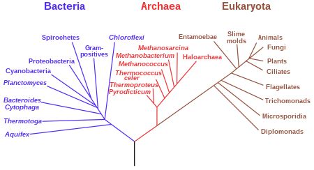 Leluhur universal terakhir - Wikipedia Bahasa Melayu, ensiklopedia bebas