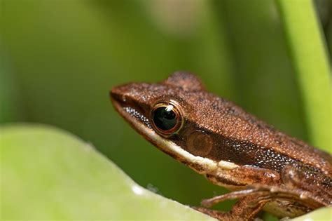 Premium Photo | Macro photo of frog on green leaf