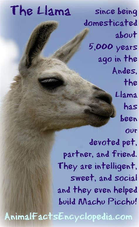 Llama Facts - Animal Facts Encyclopedia