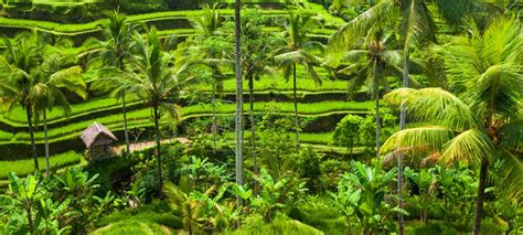 Ubud: Cultural Heart of Bali